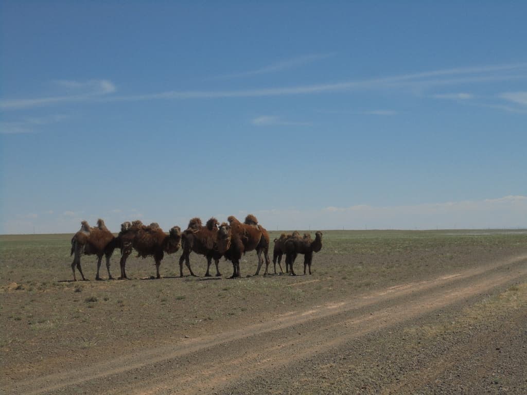 Trips to Gobi.
